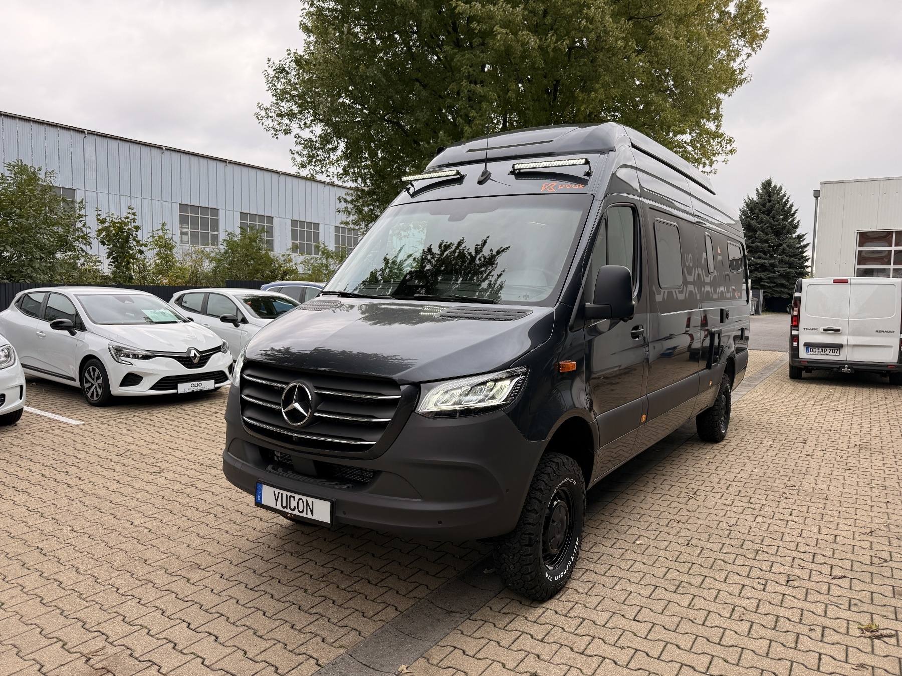 Frankia Yucon (ww_41597)